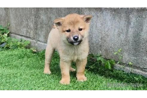 成約済の福岡県のミックス犬-368769の6枚目